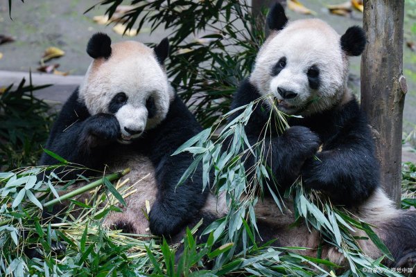 蜗牛配资 145% 关税下的熊猫玩偶：贸易战撕裂美国小企业生存网